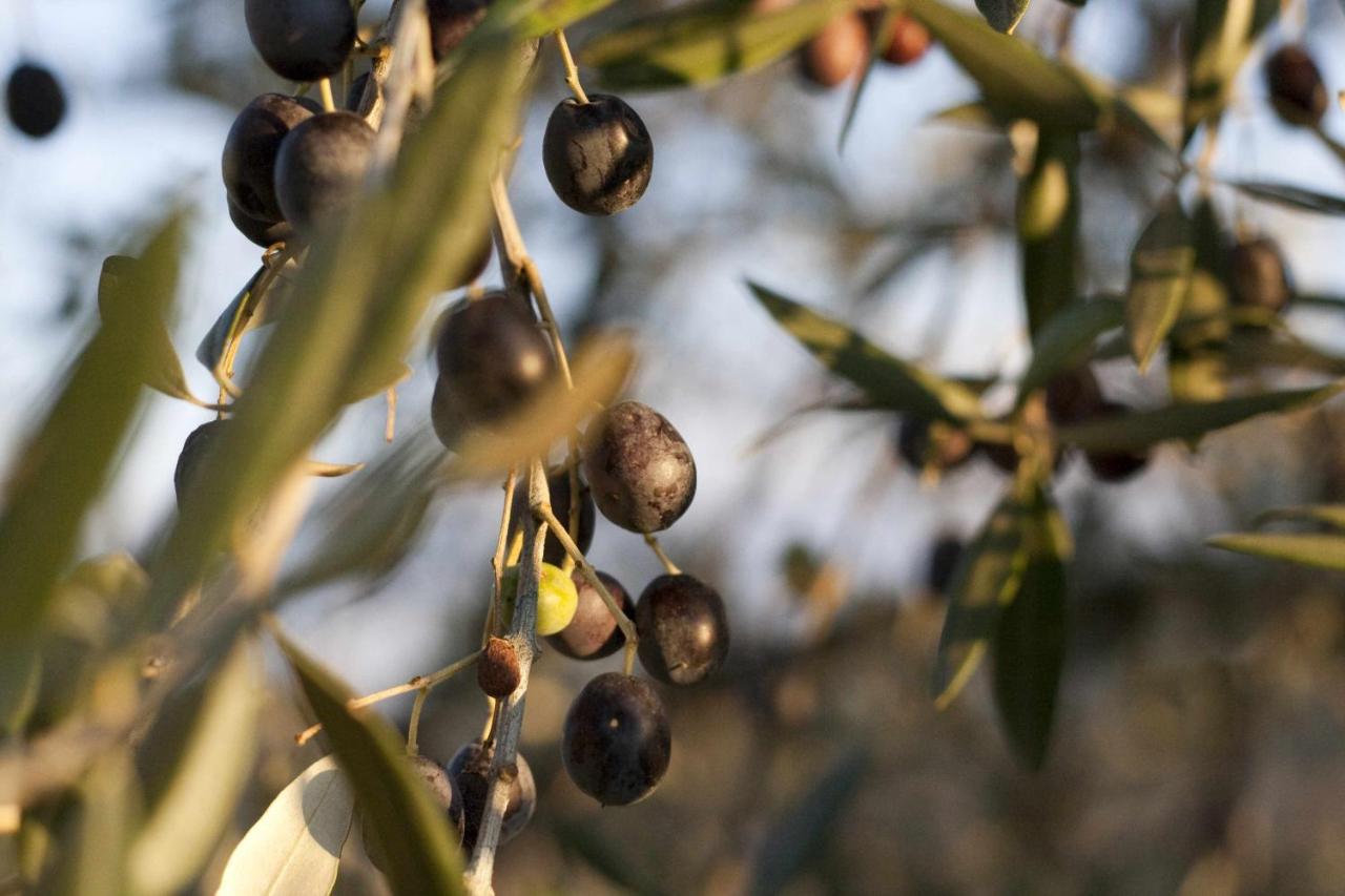 Podere Vigliano Tavarnelle Val di Pesa Kültér fotó